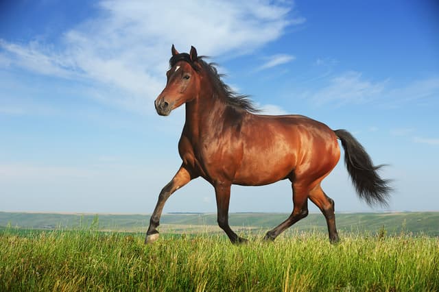 Beautiful brown horse running trot