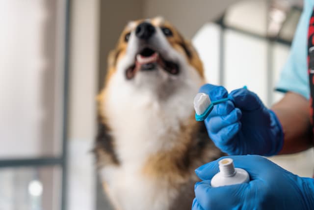 getting ready to brush a dog's teeth