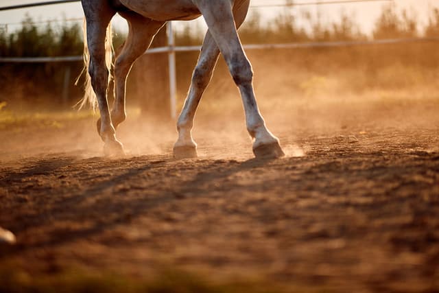 horse foot hoof run outdoor