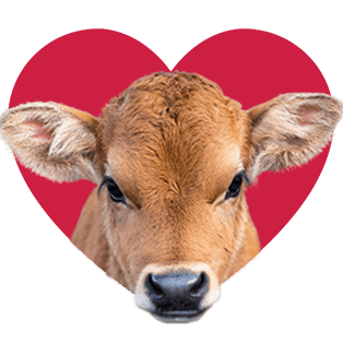 Cow icon