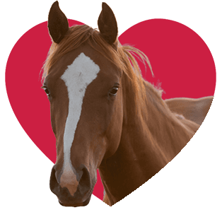 horse icon