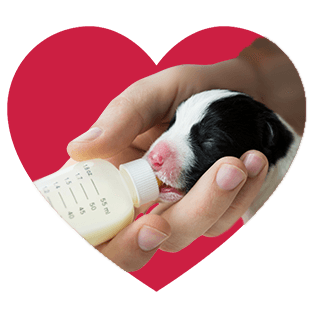 nursing puppy