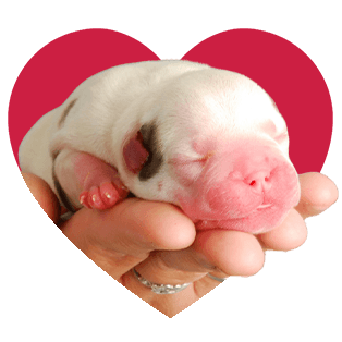 newborn puppy