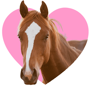Horse Supplies