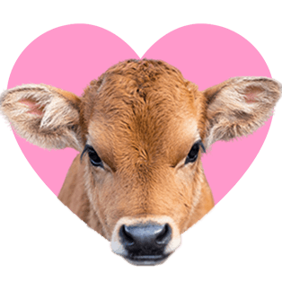 Livestock Supplies