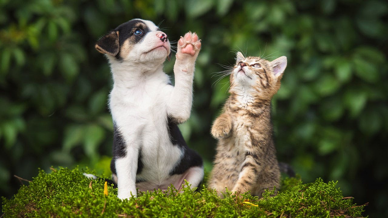 Small dog and cat sitting in grass looking up toward the sky with their paws raised