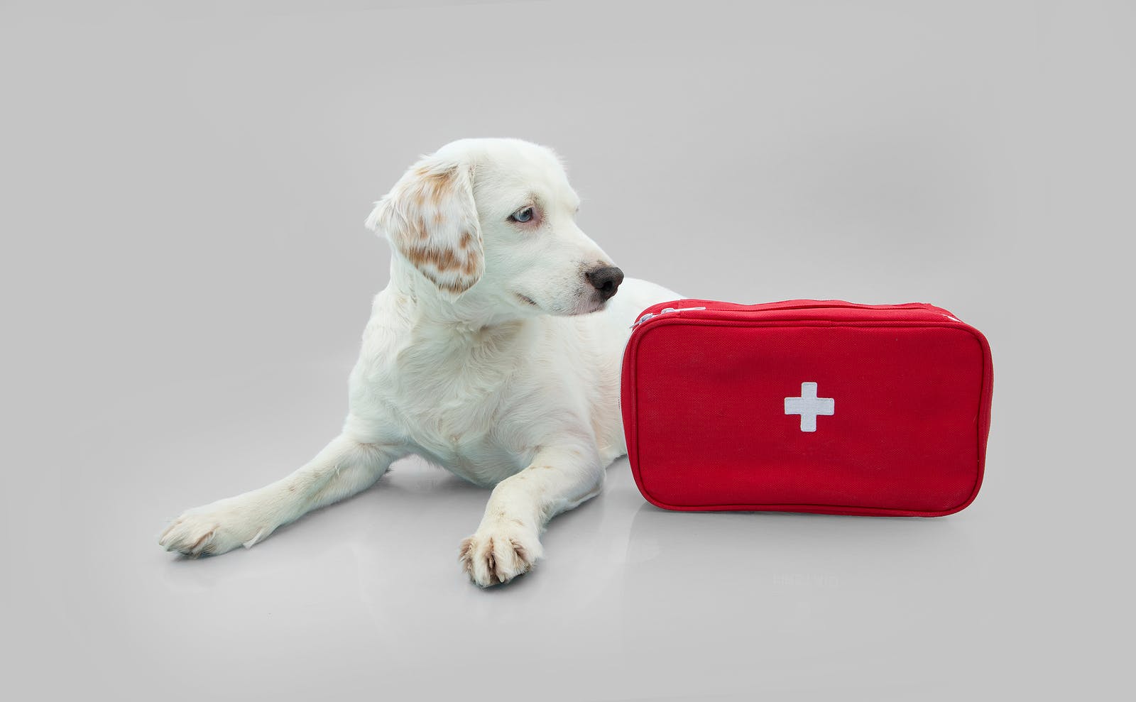 dog with emergency kit