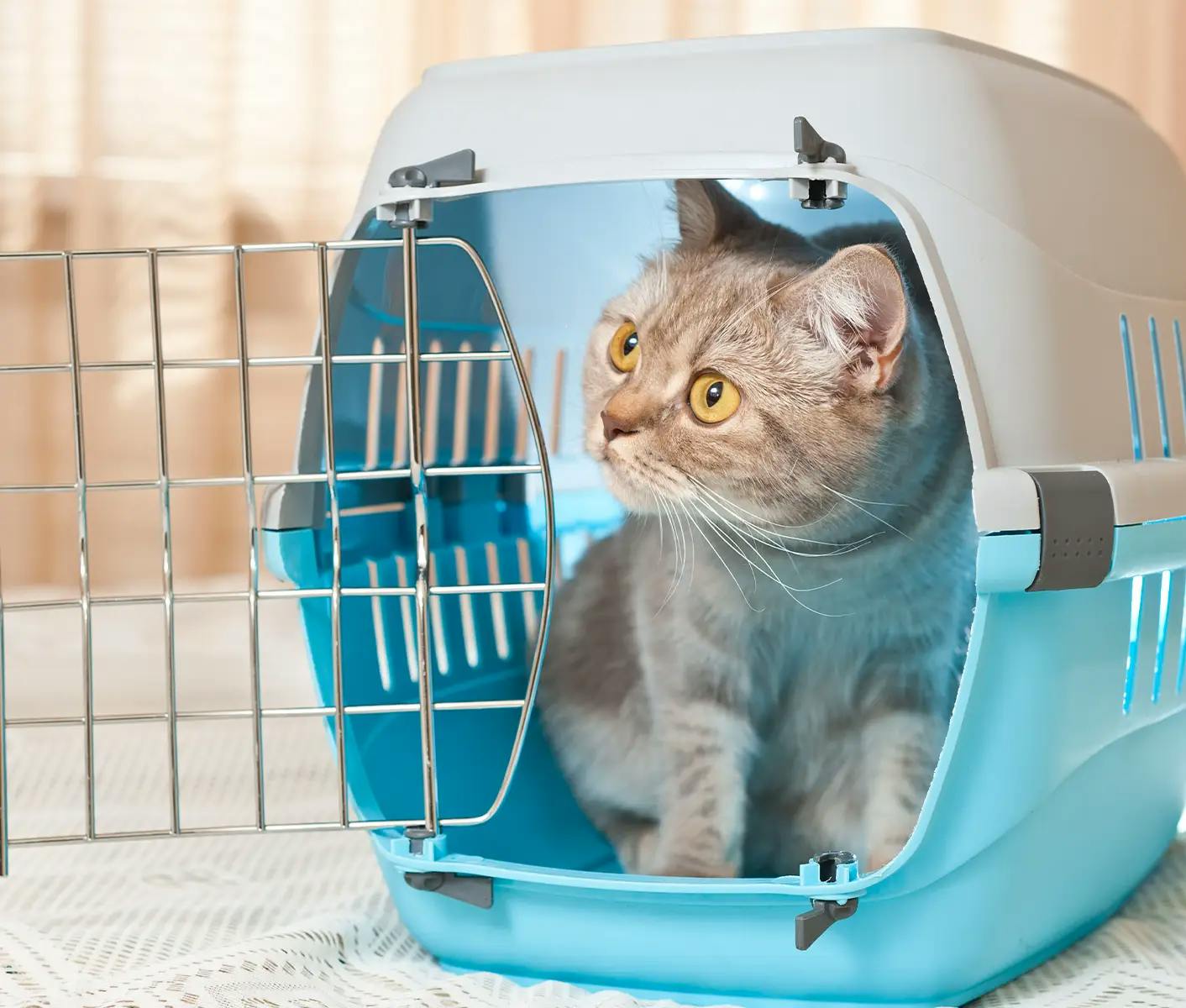 cat in crate