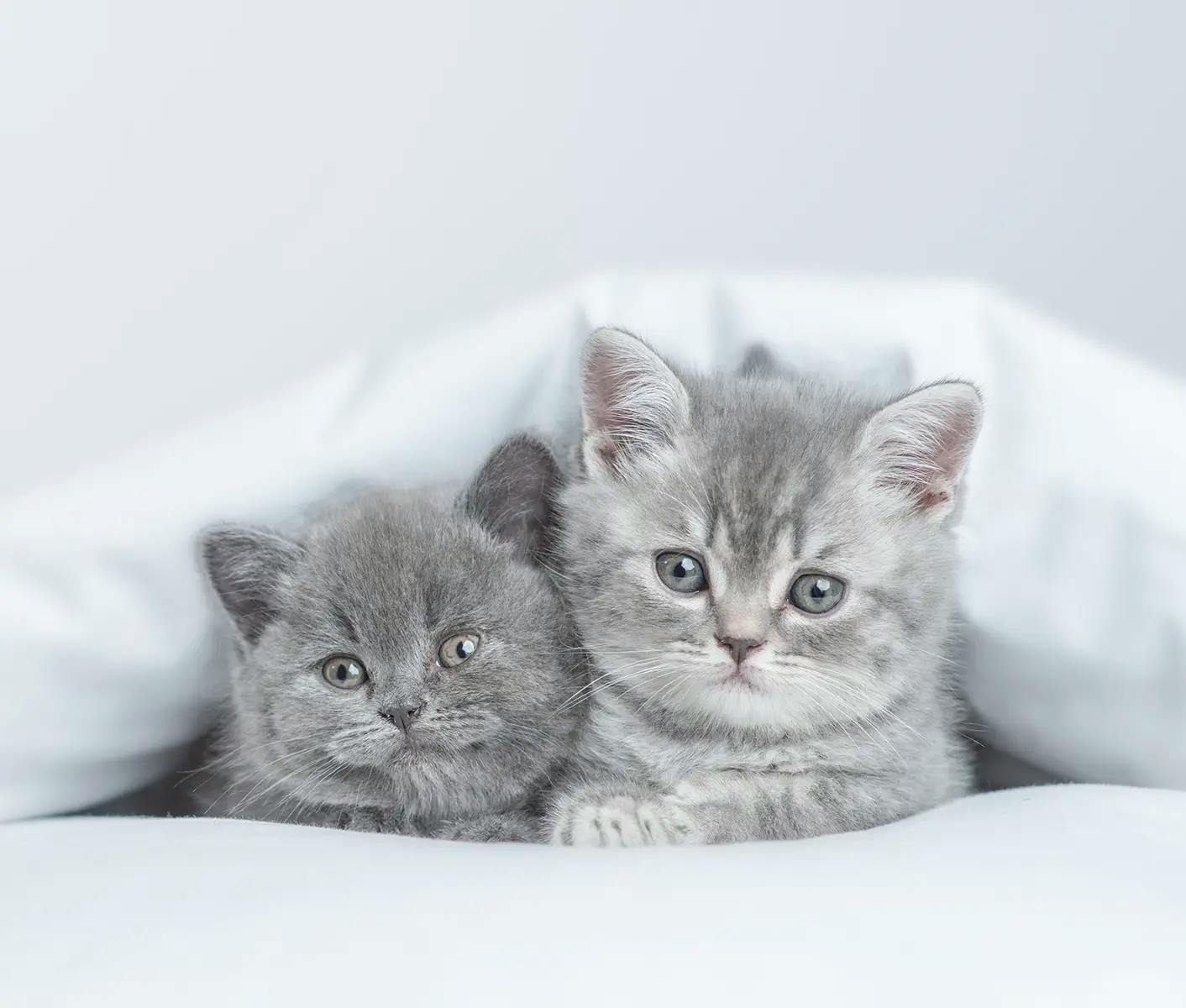 gray kittens