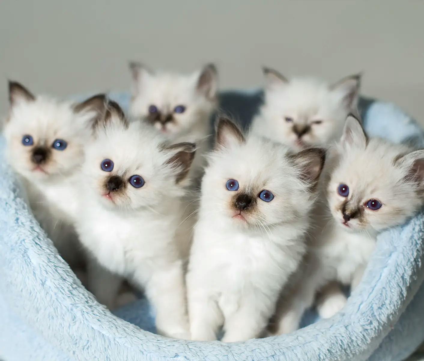 white kittens