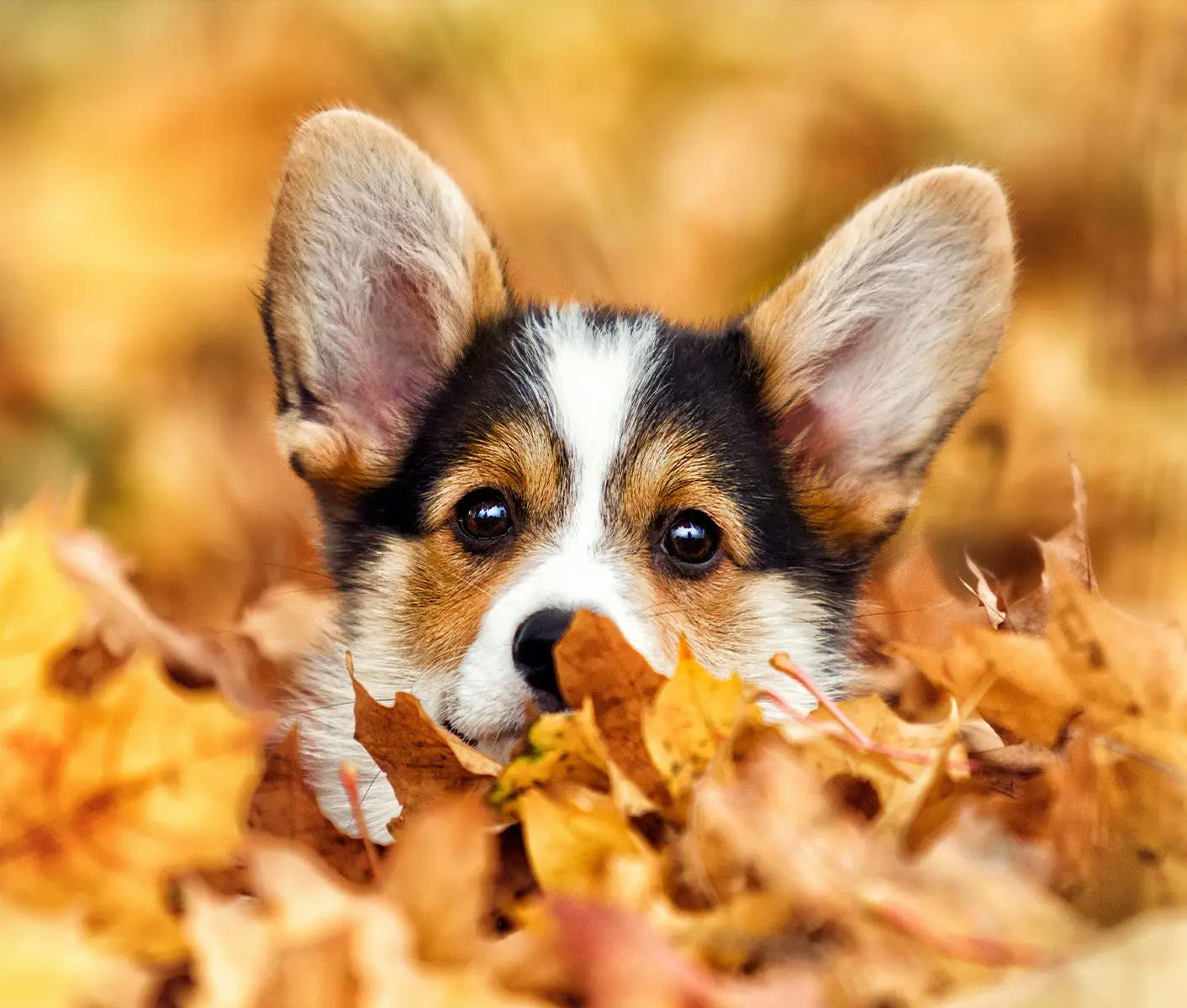 dog in leaves