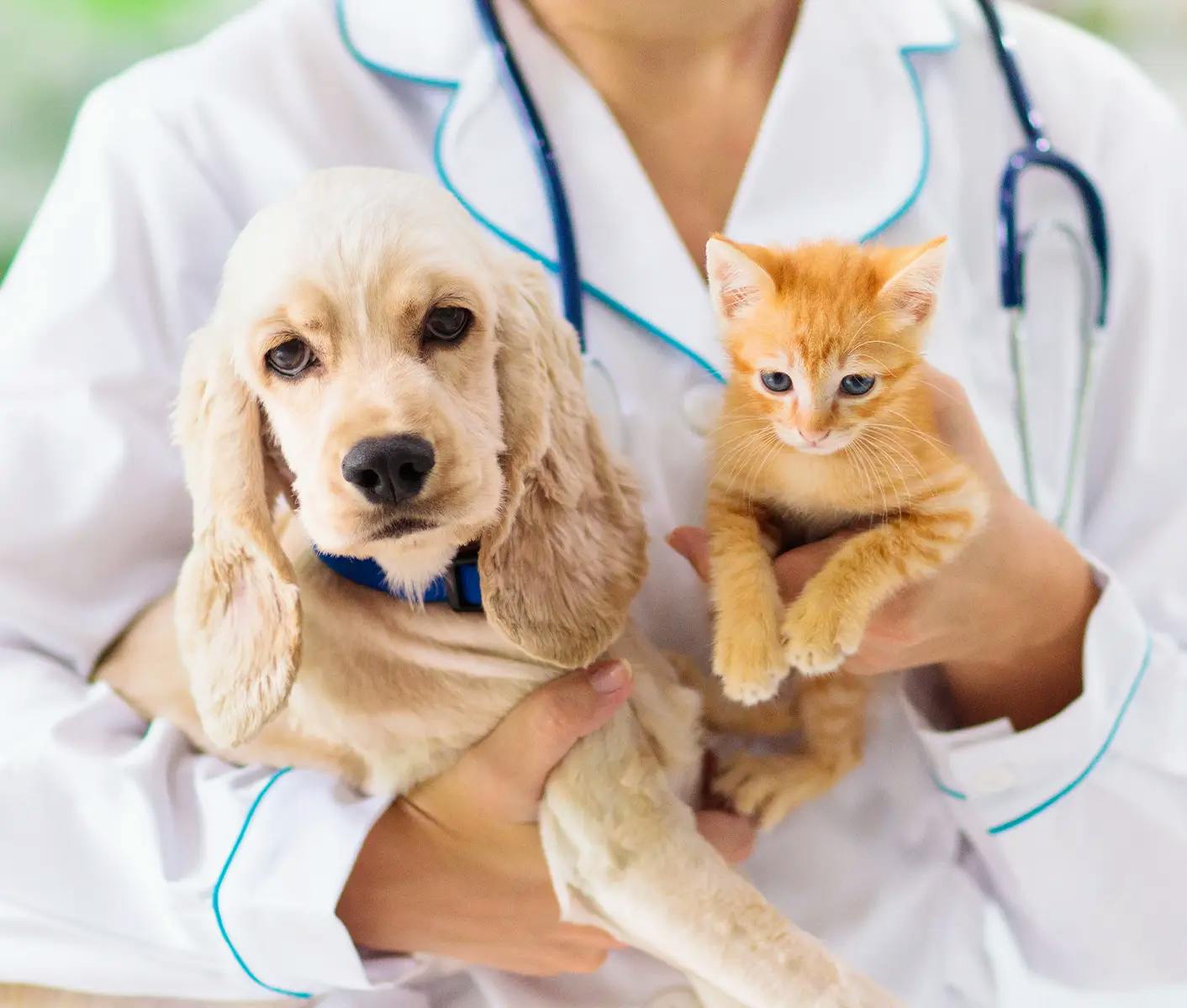 cat and dog with vet