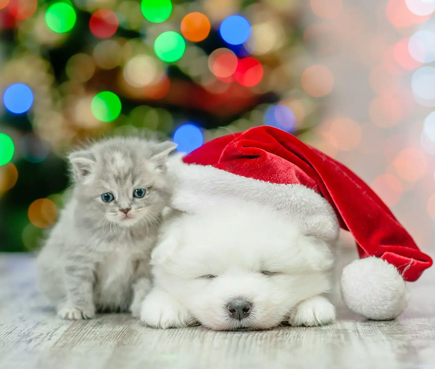 Christmas dog and cat