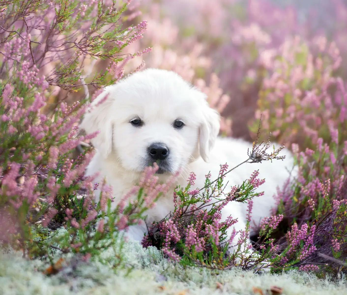 white dog in flowers