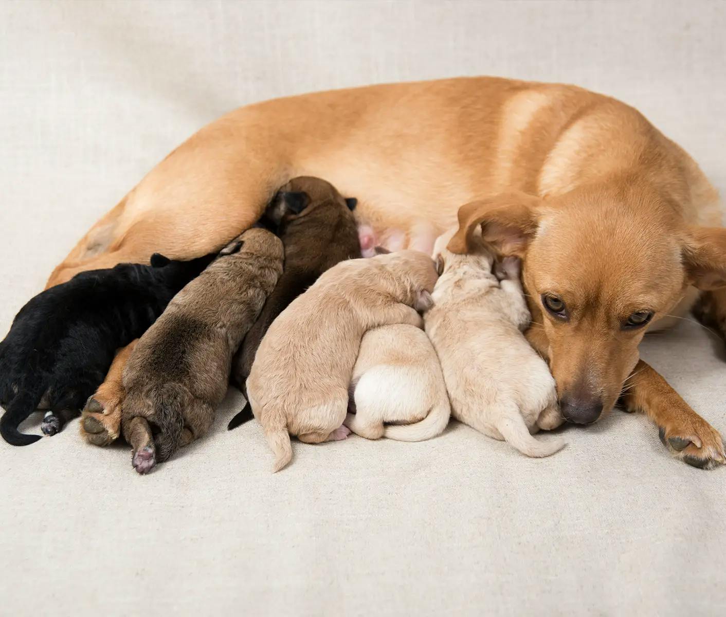 mom nursing puppies