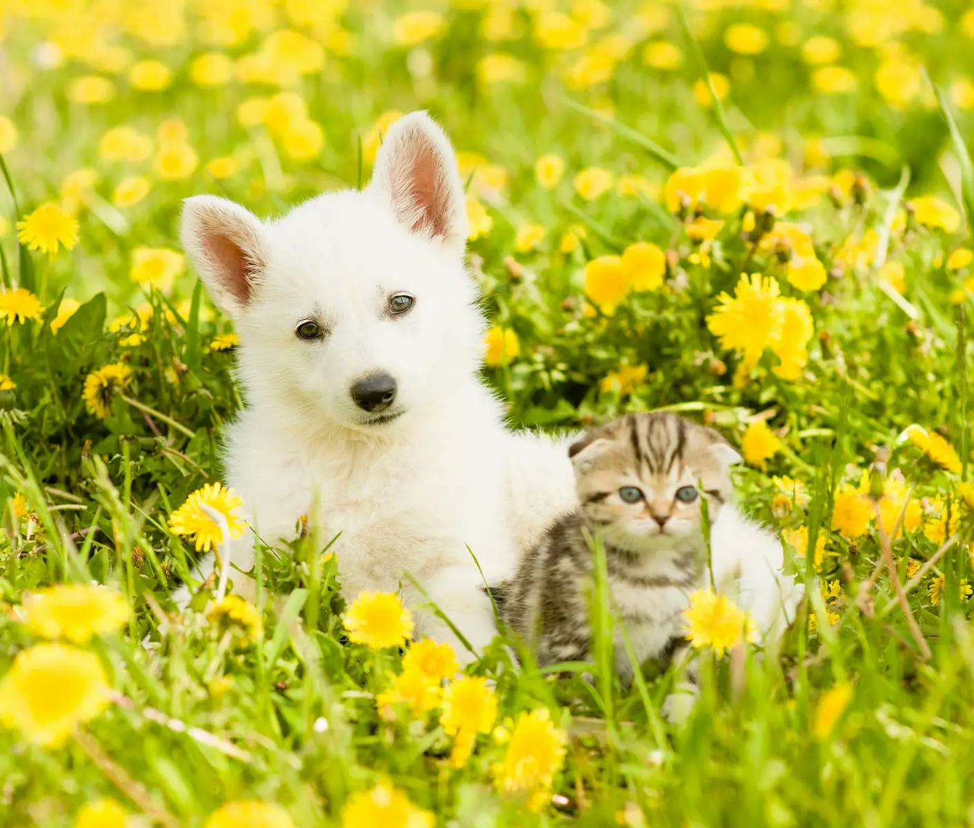 dog and cat in flower field