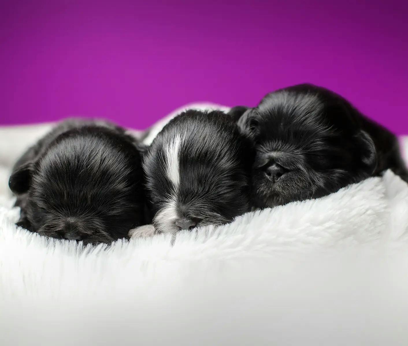 3 newborn puppies