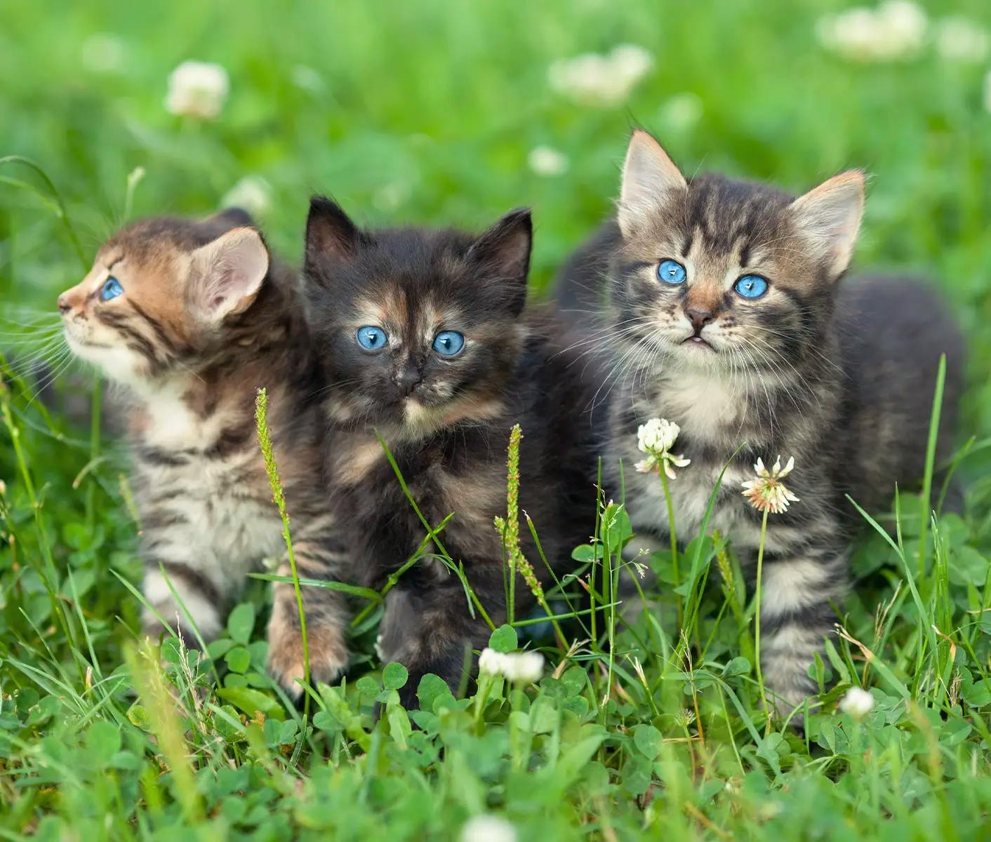 three kittens in grass
