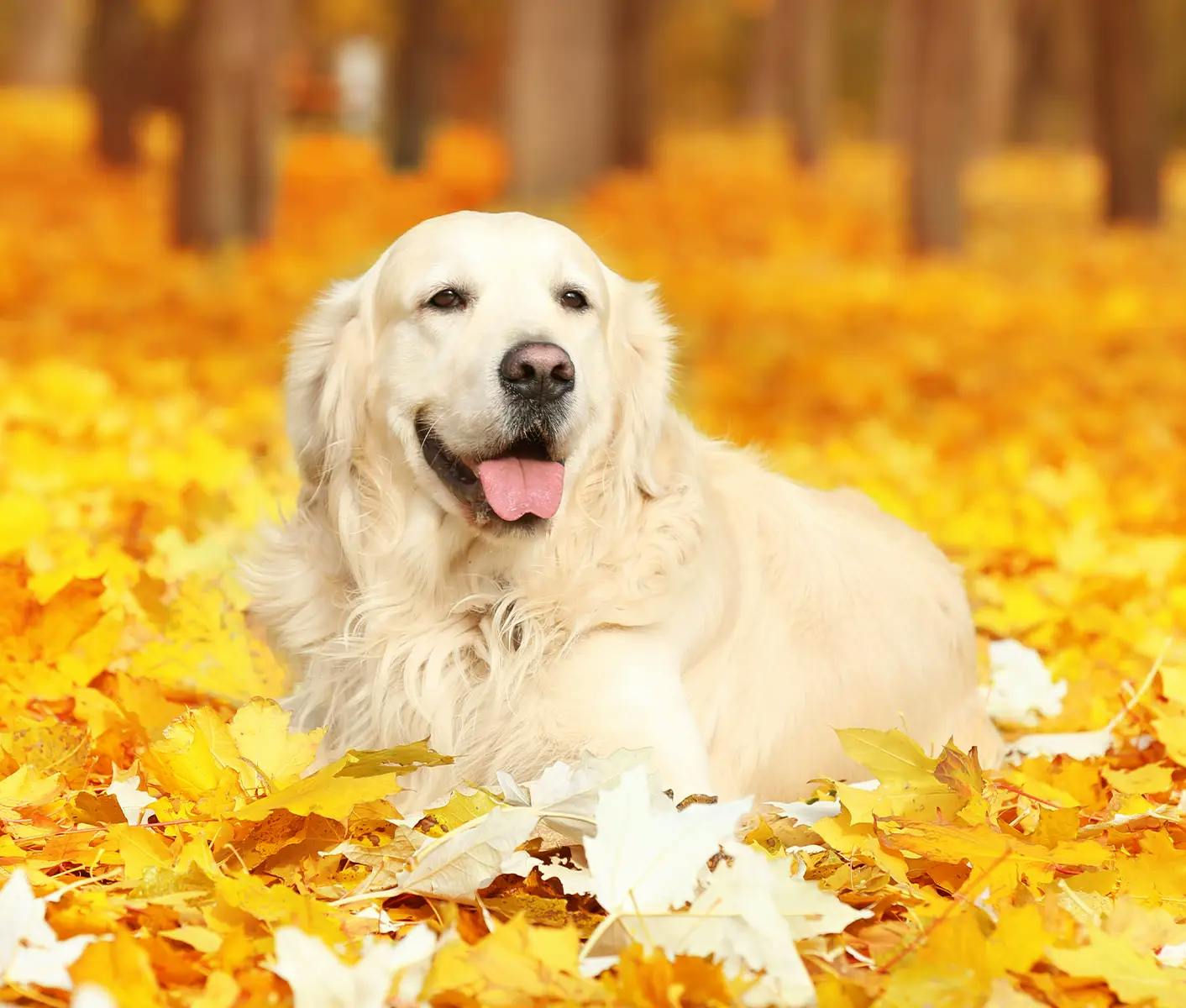 dog in leaves