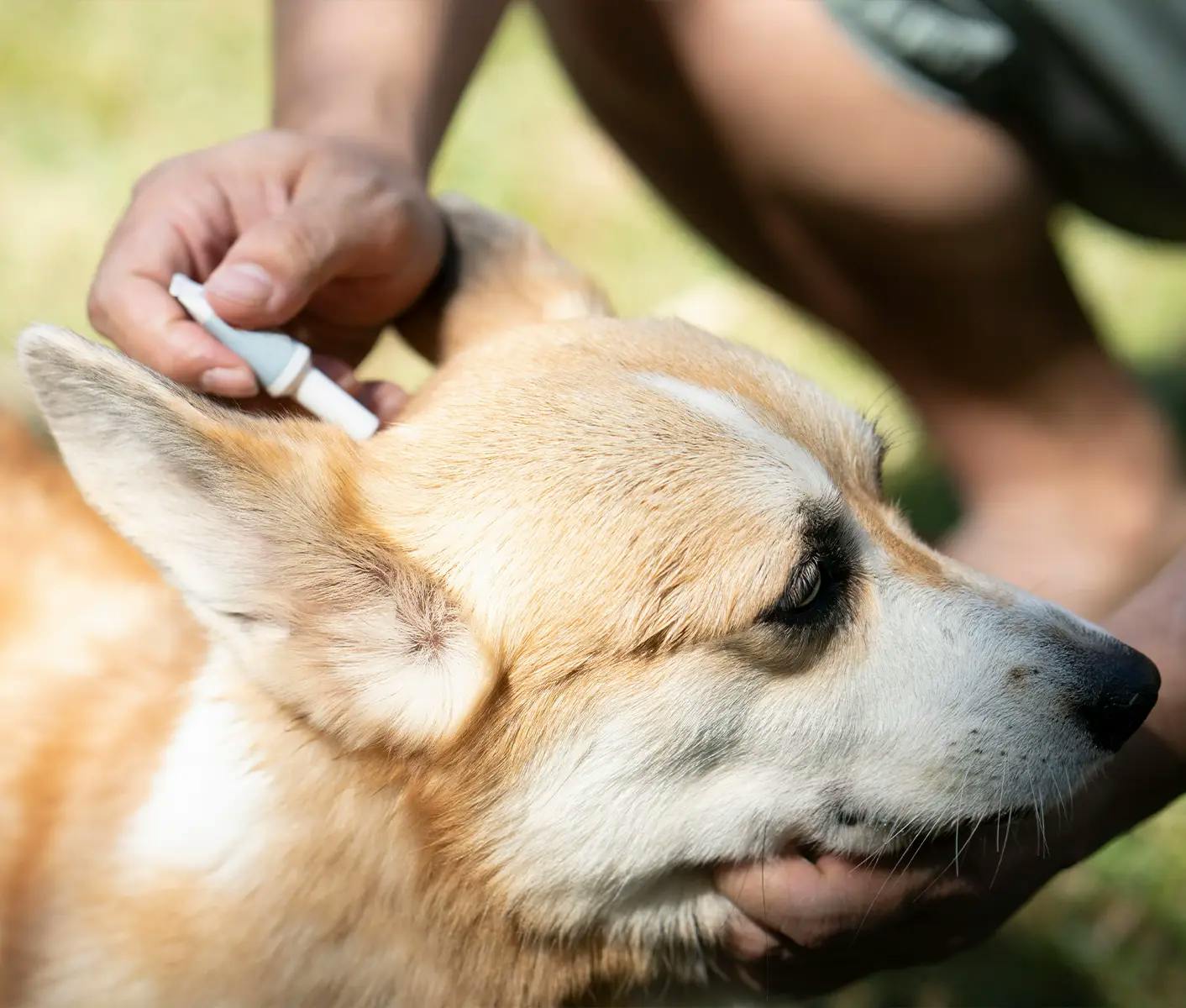dog getting topical flea treatment