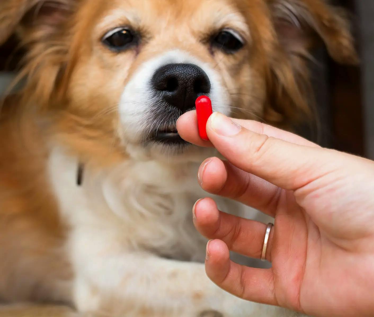 dog taking a pill