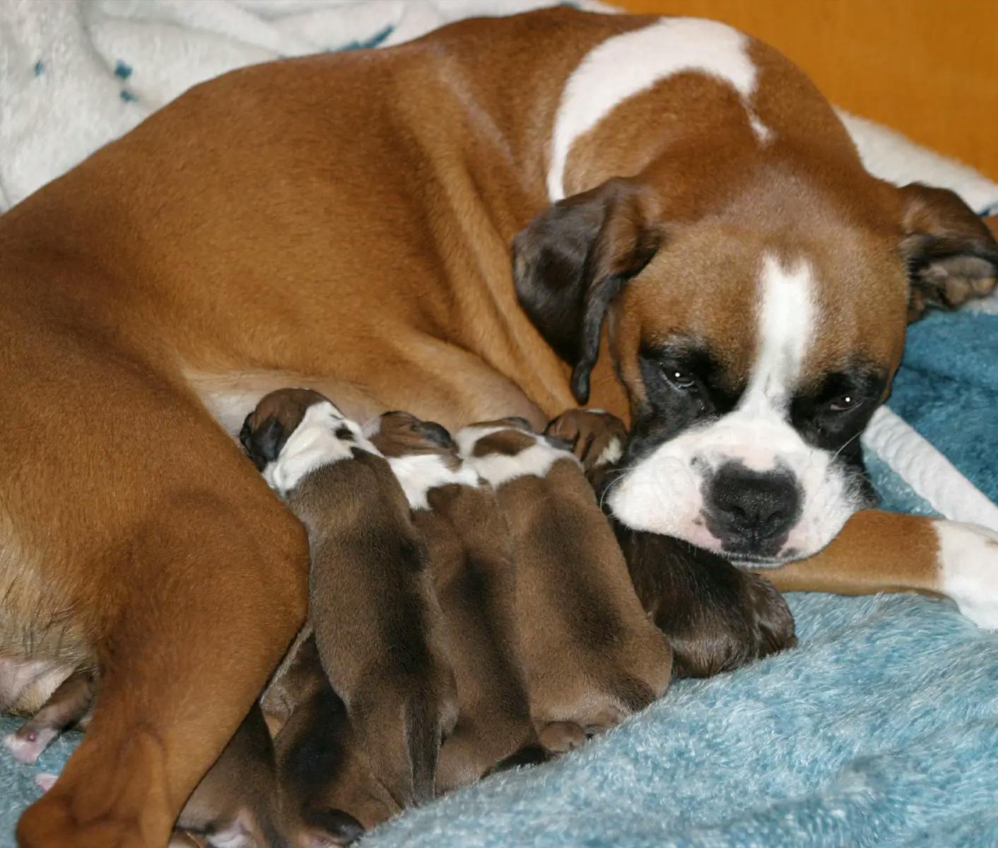 dog nursing puppies