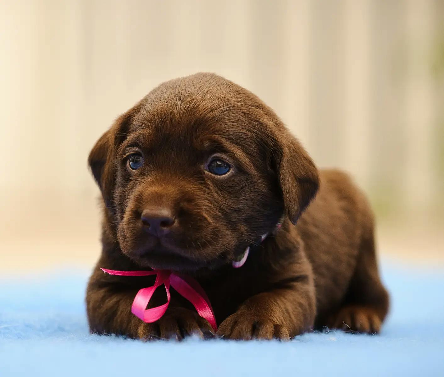 brown puppy with pink bow