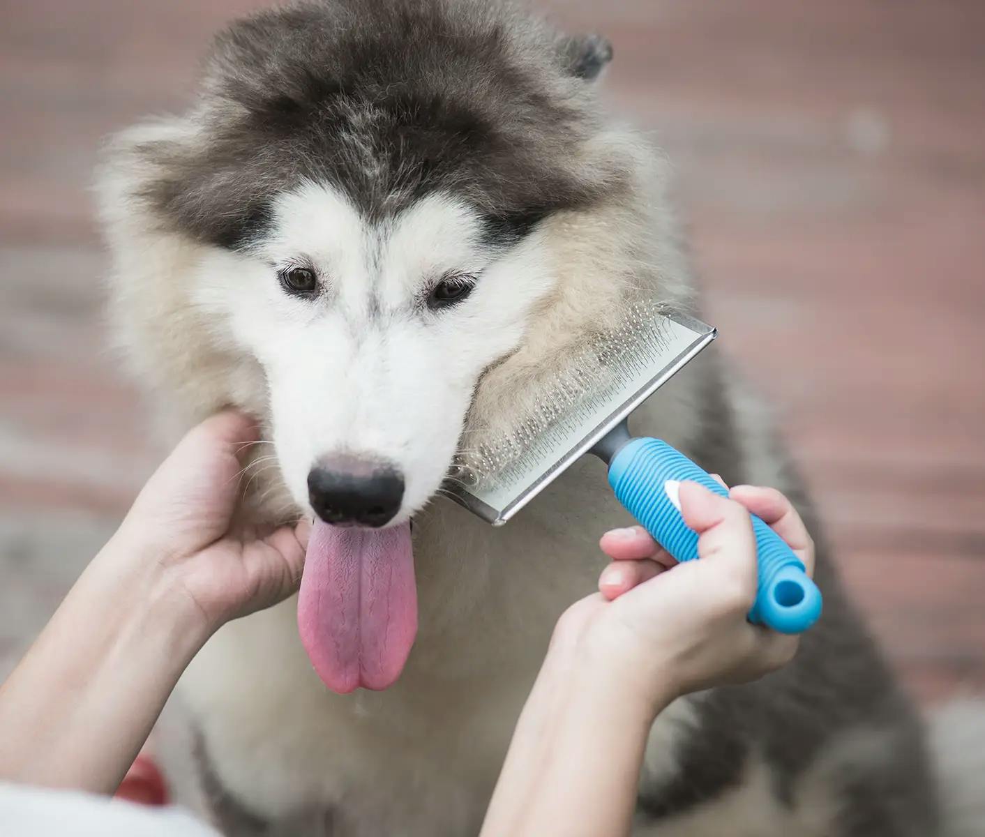 dog getting brushed