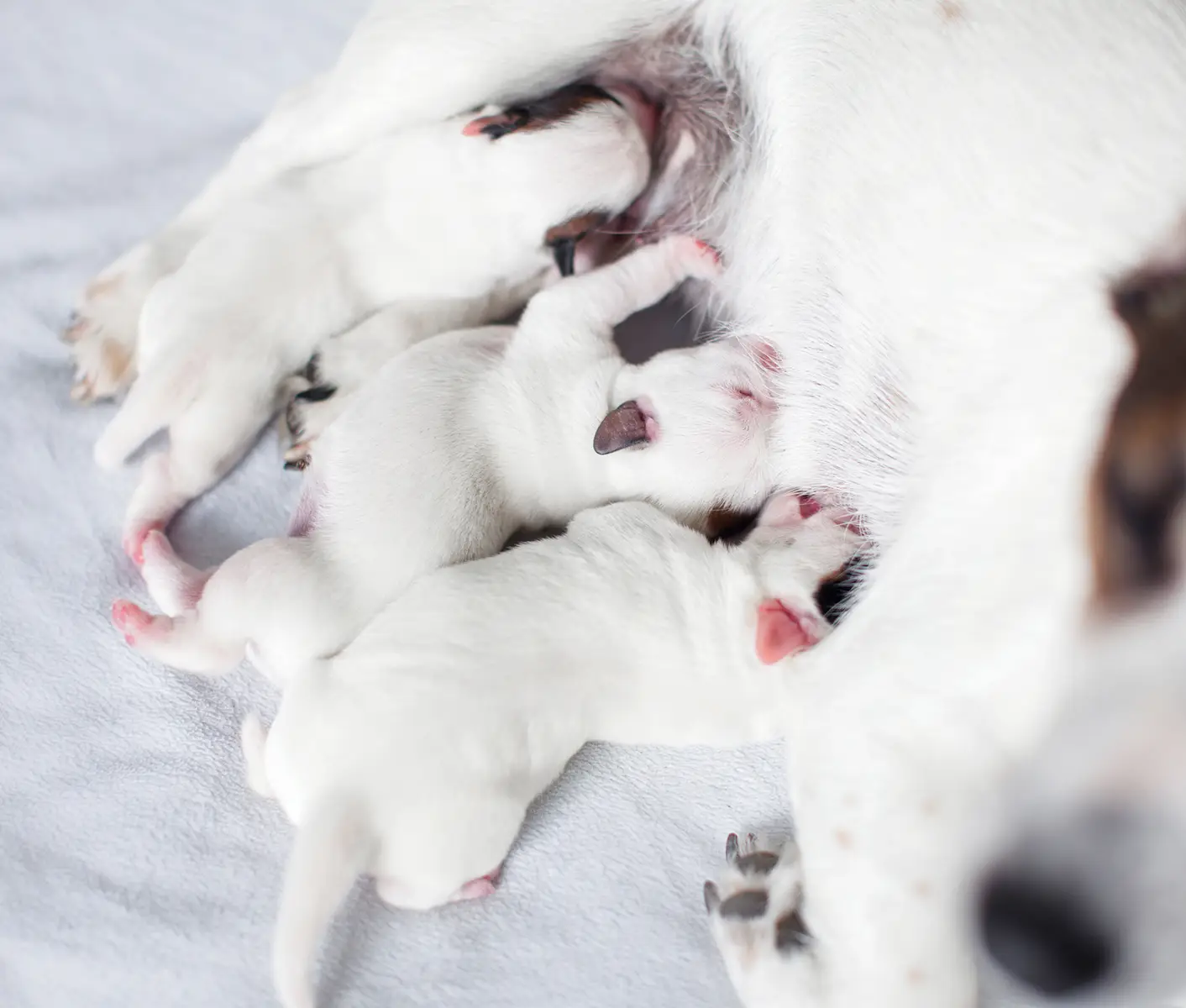 nursing puppies