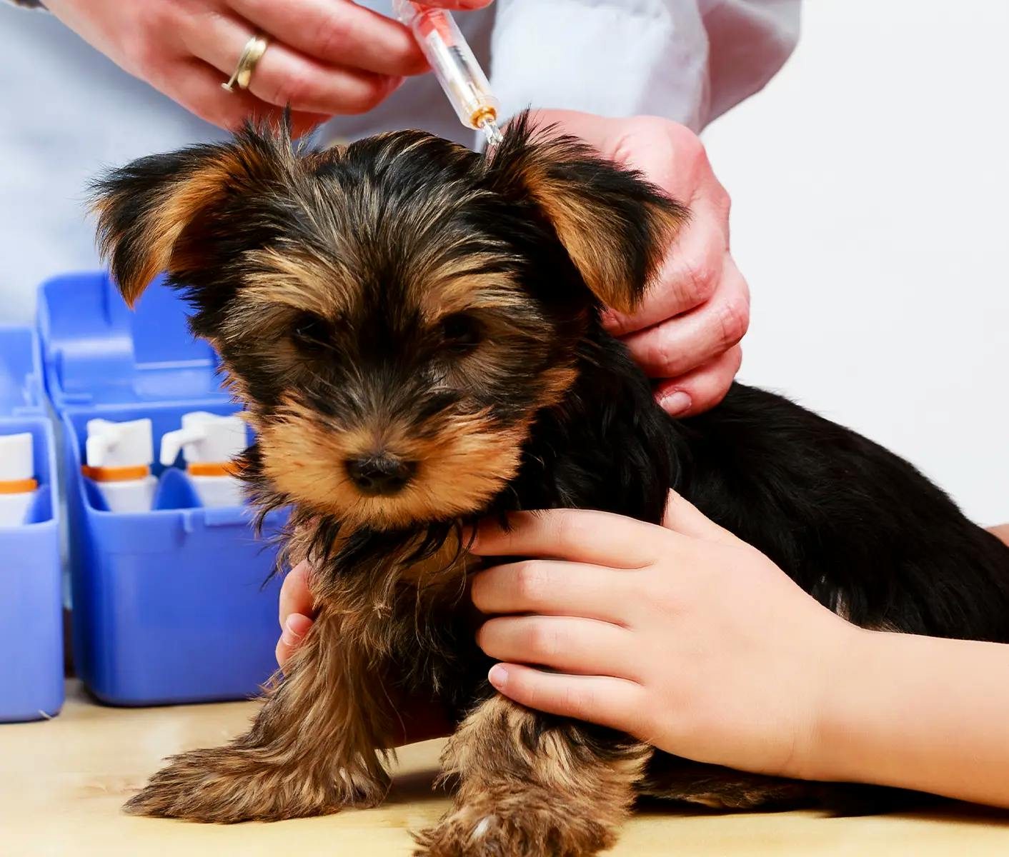 dog getting a vaccine