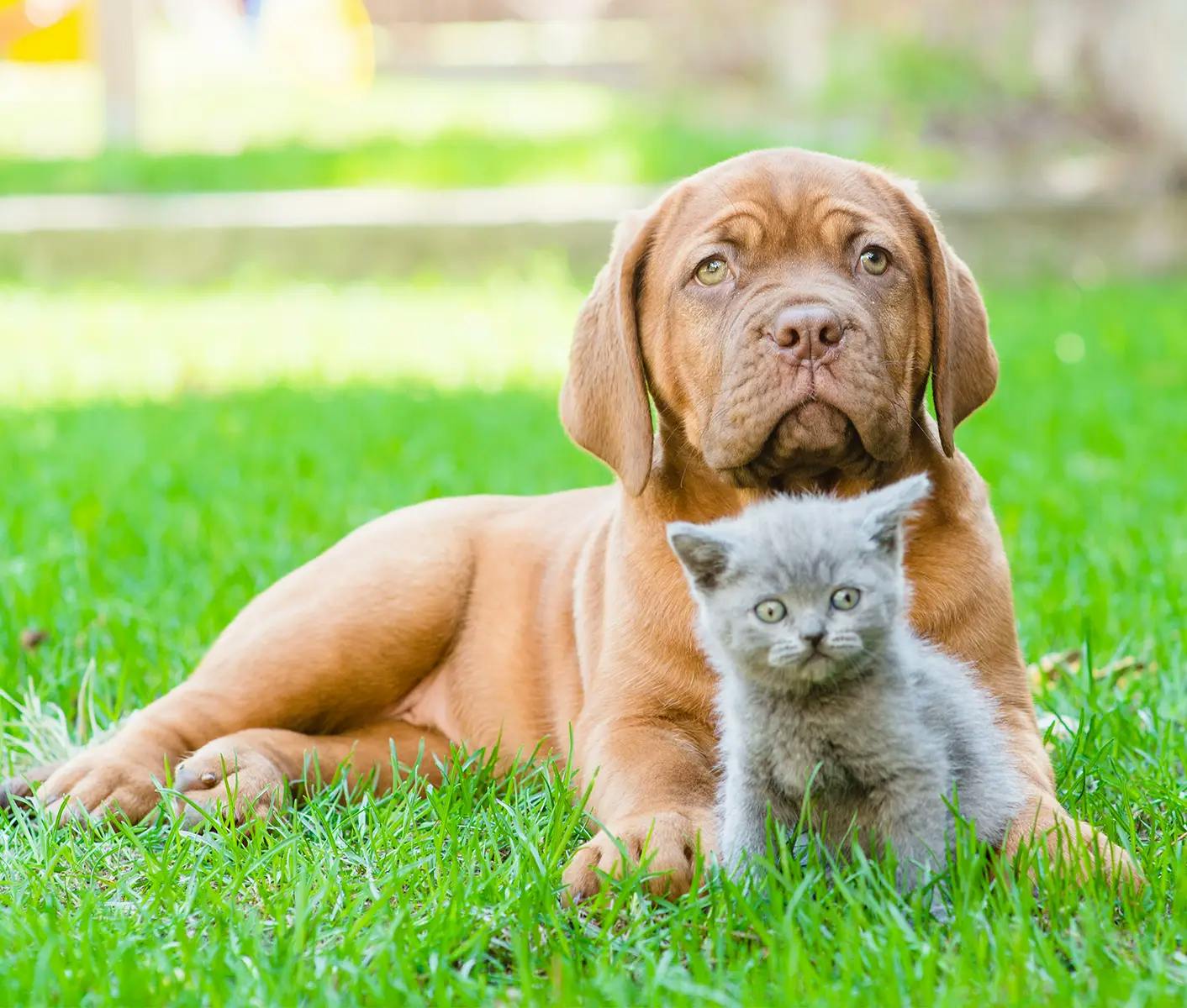 dog and cat in grass