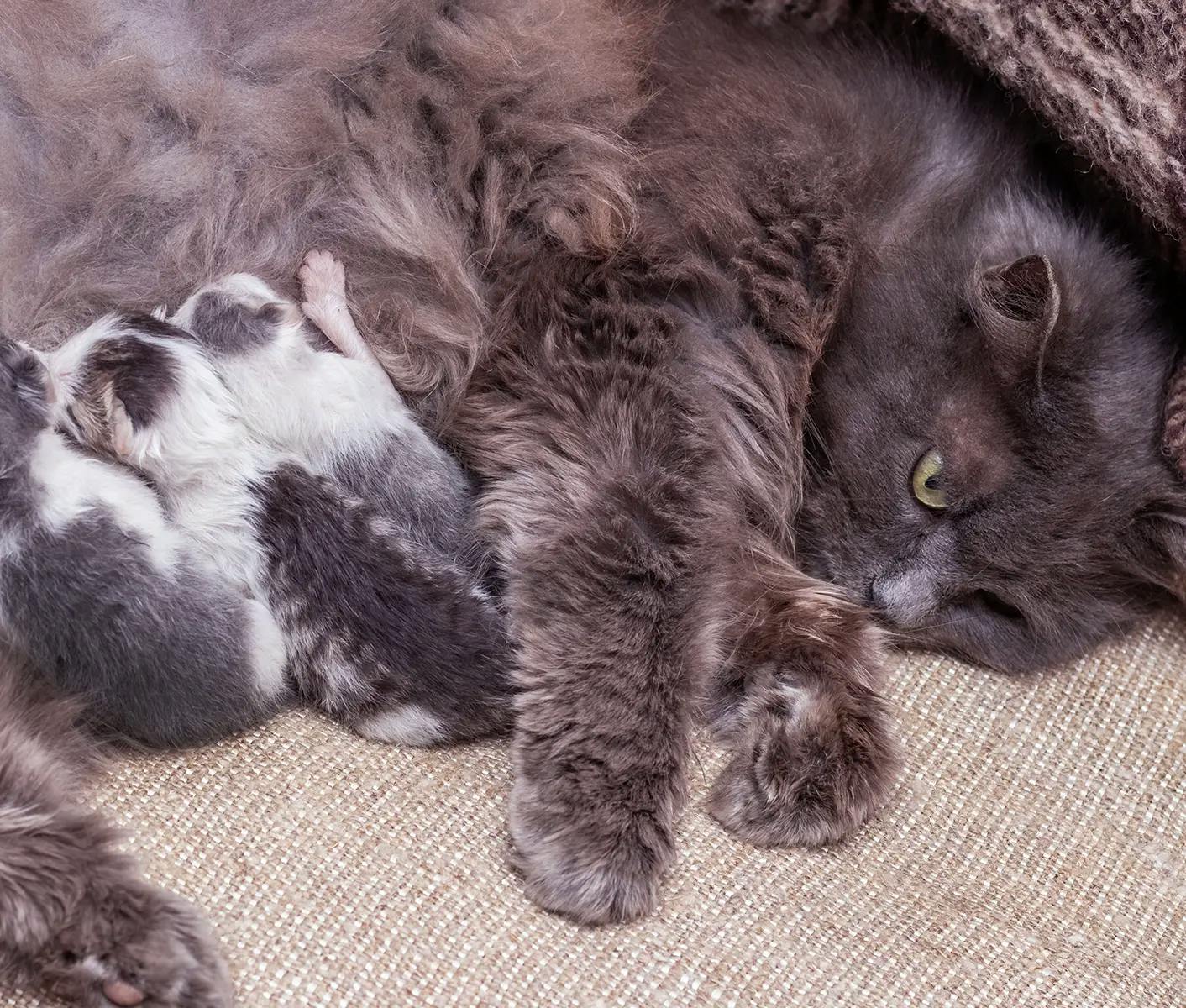 mom cat with her kittens