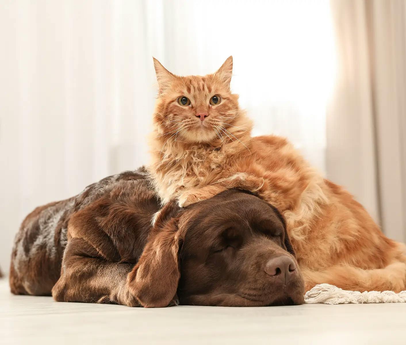 dog and cat indoors