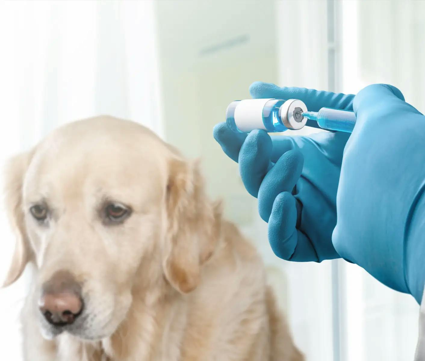 dog getting a vaccination