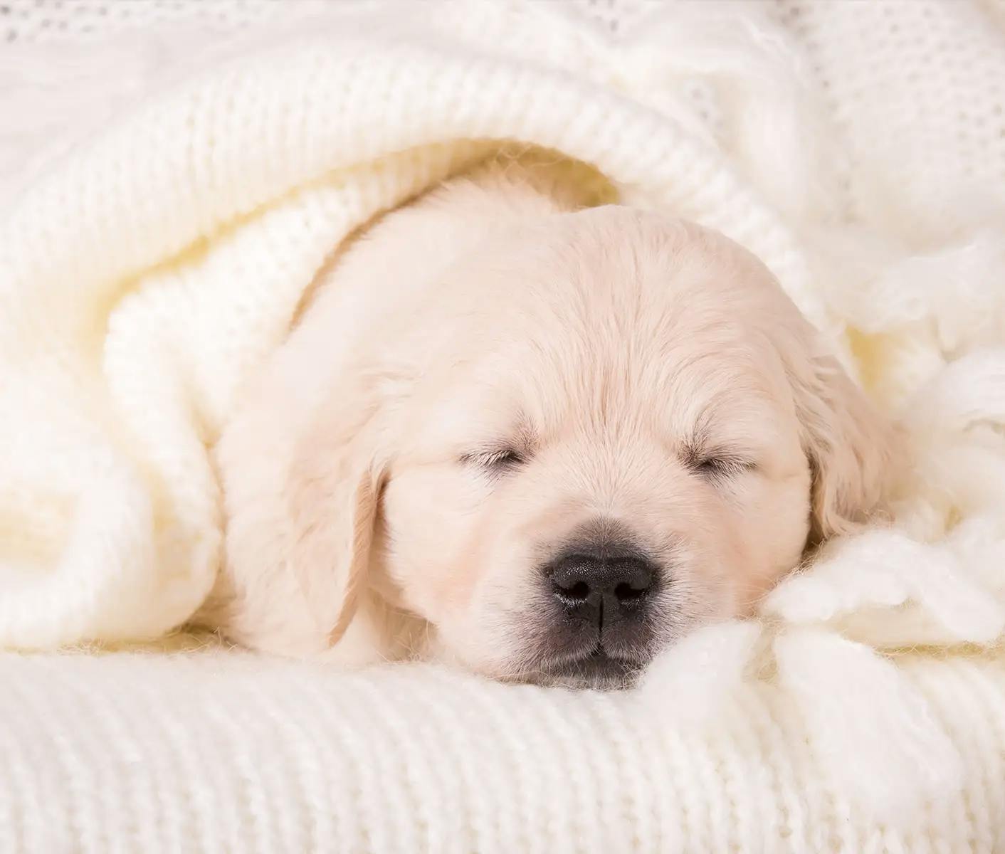 puppy under blanket