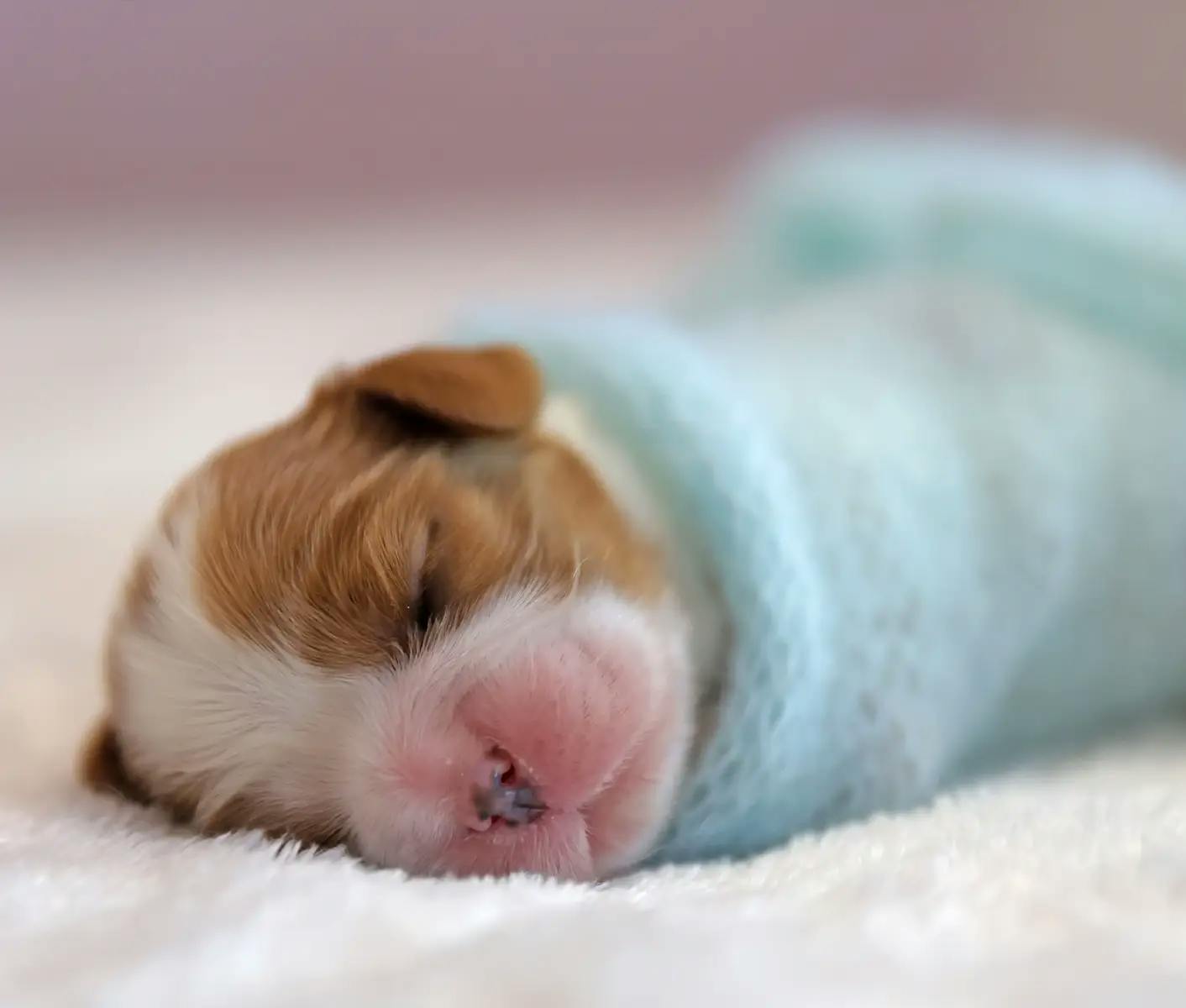 newborn puppy in a blue blanket