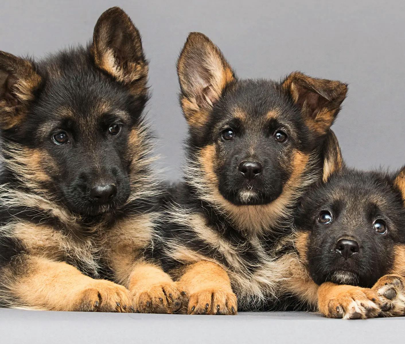 three puppies sitting