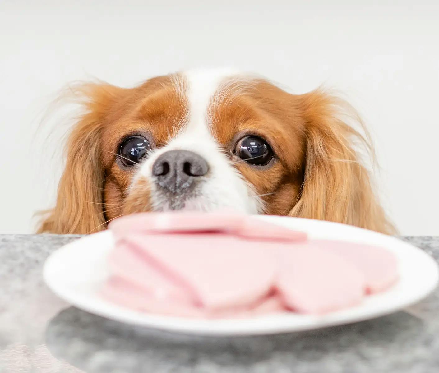 dog looking at food on table