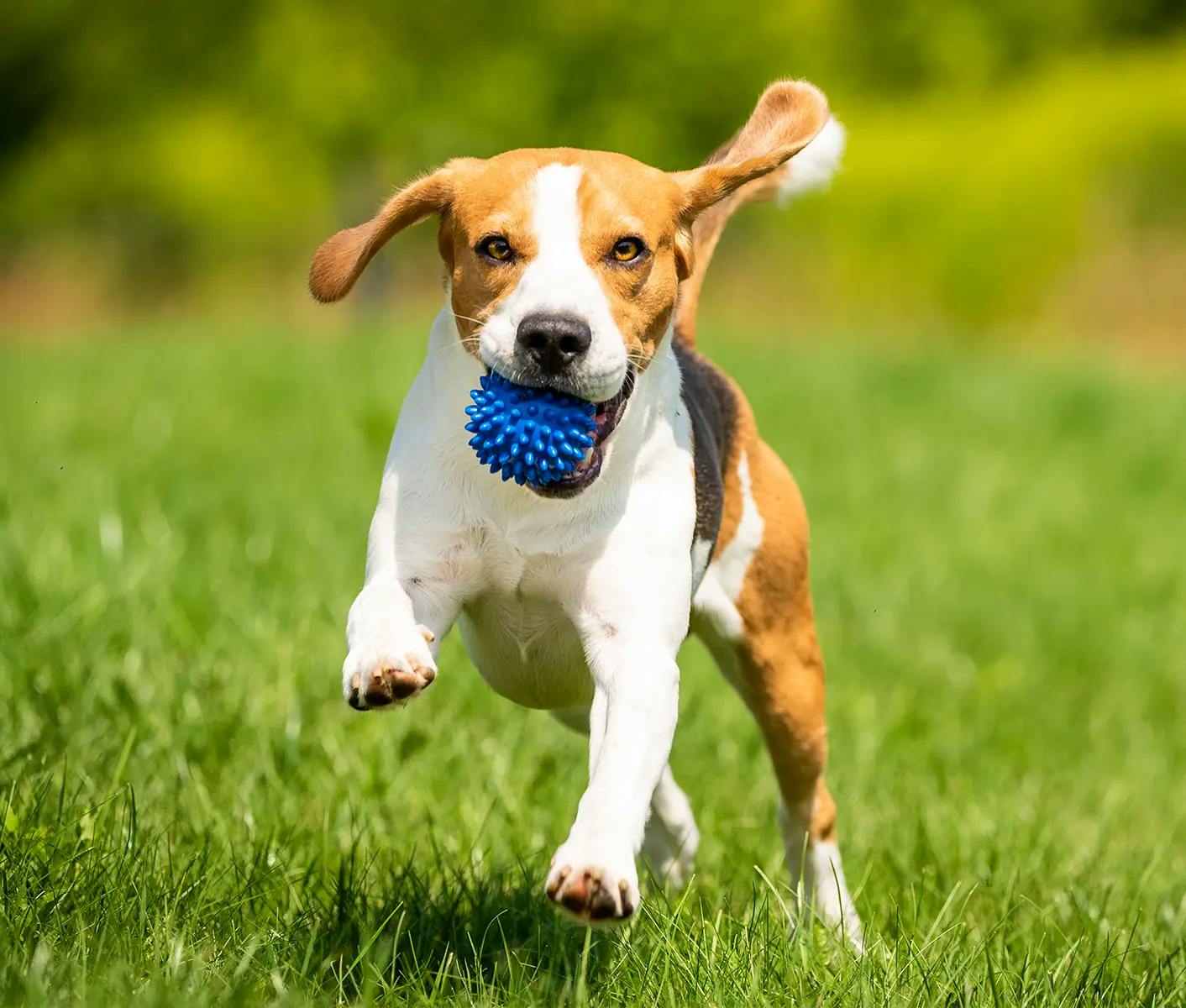 puppy running with ball