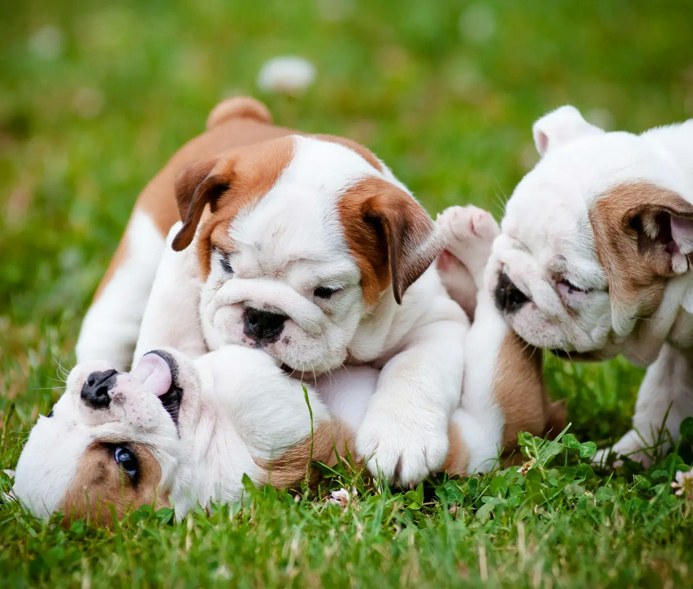 puppies playing