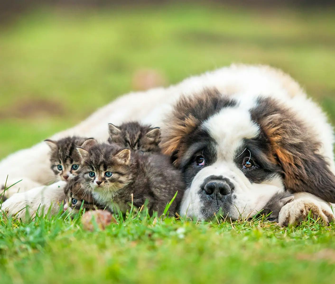 dog and kittens