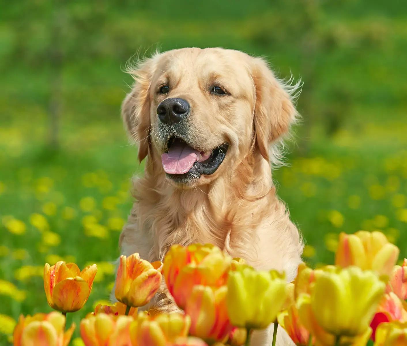 dog with tulips