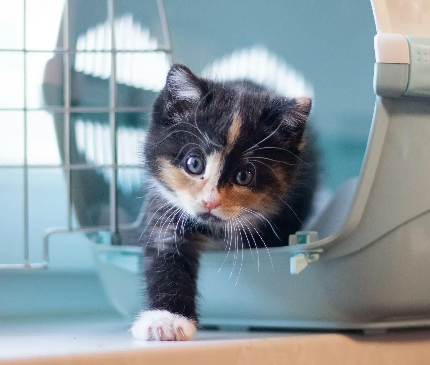 kitten in a carrier