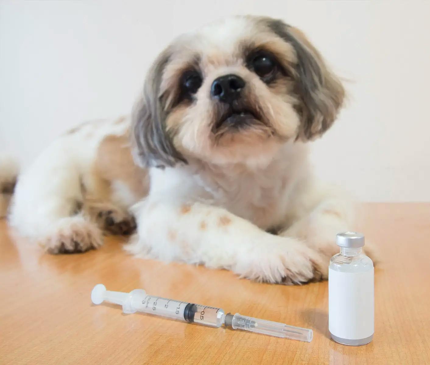 dog with vaccine