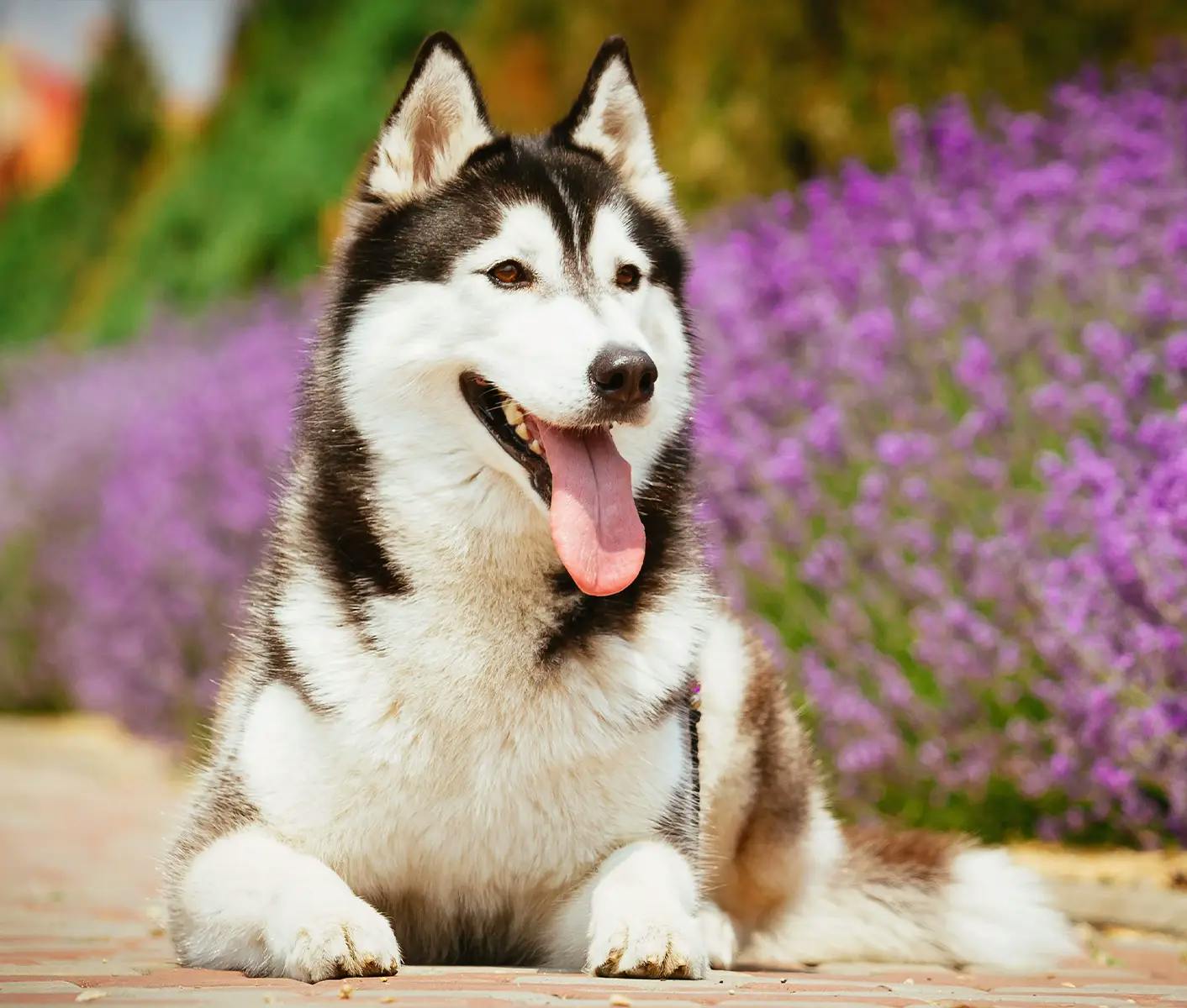 dog in front of purple flowers