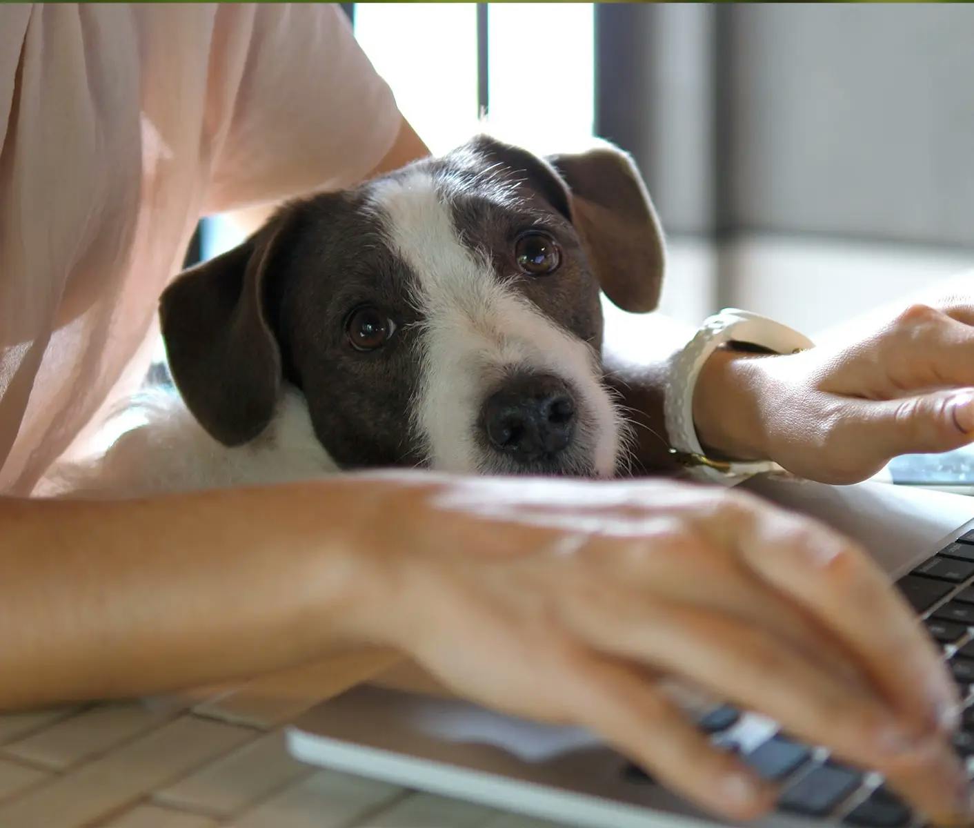 dog with owner at computer
