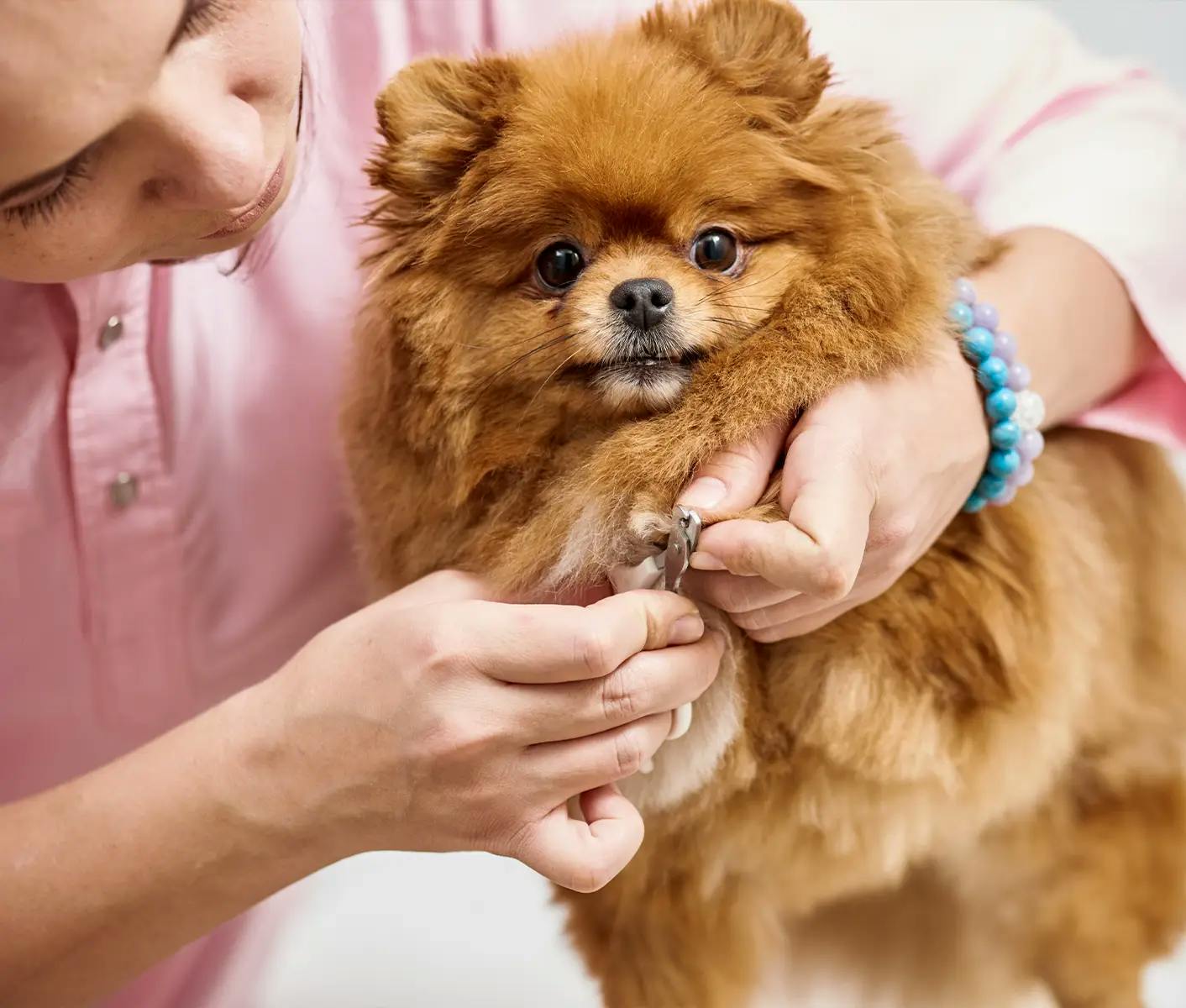 dog getting nails trimmed