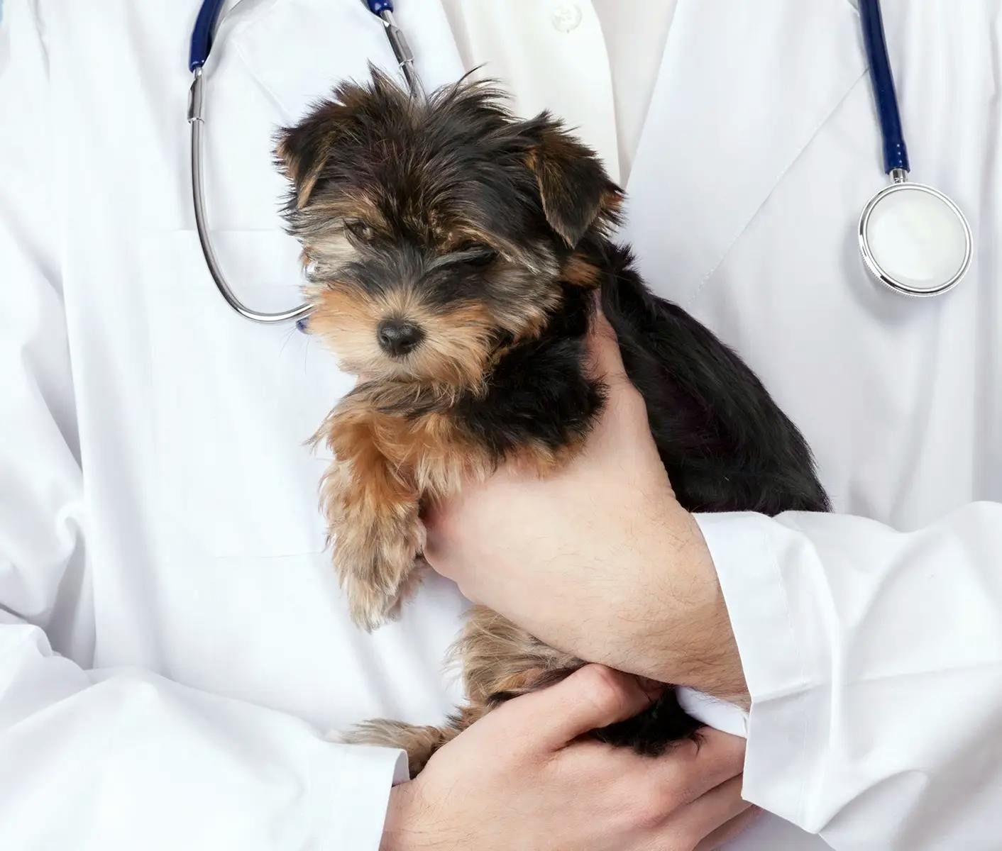 vet holding a puppy