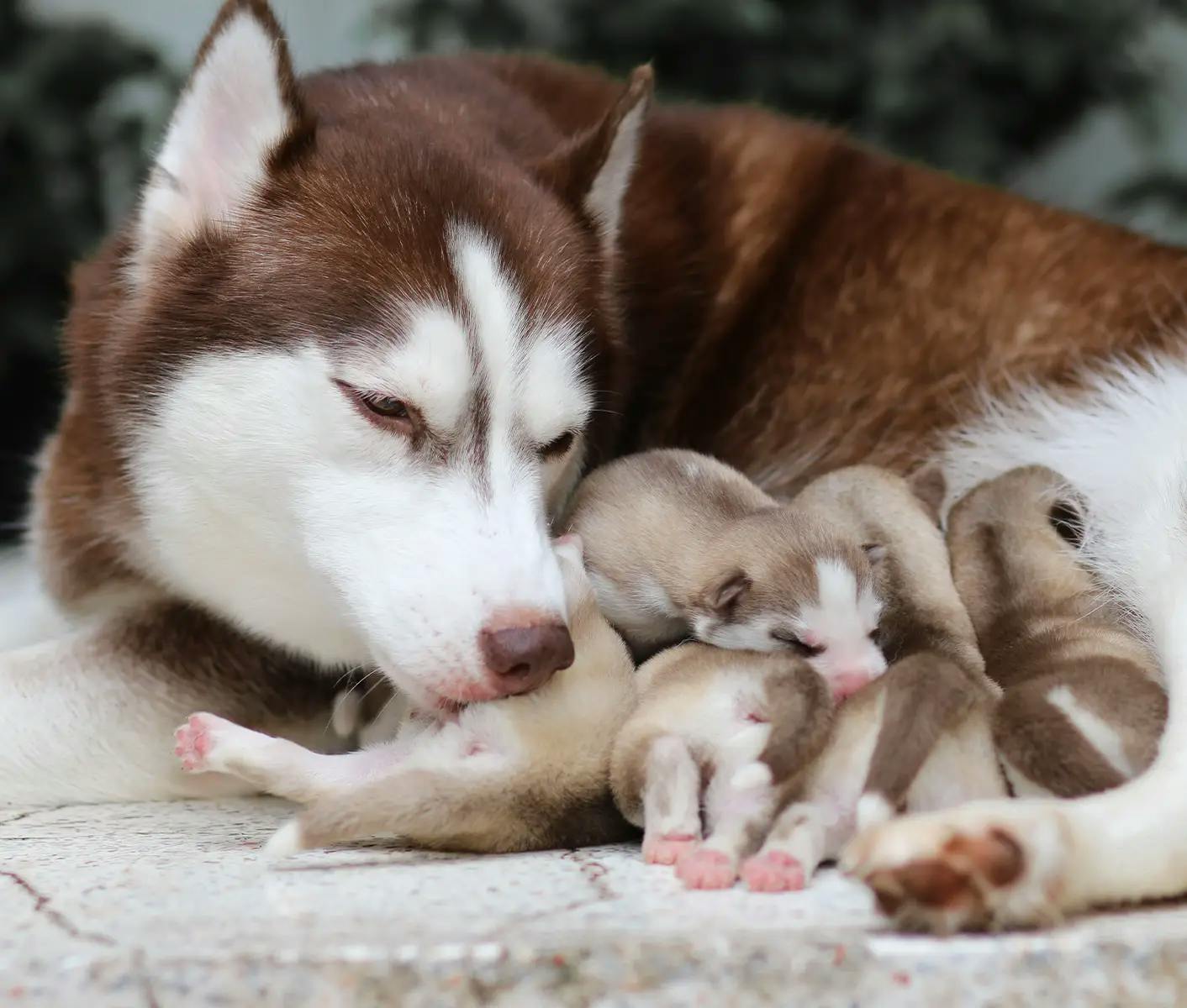 dog with her puppies