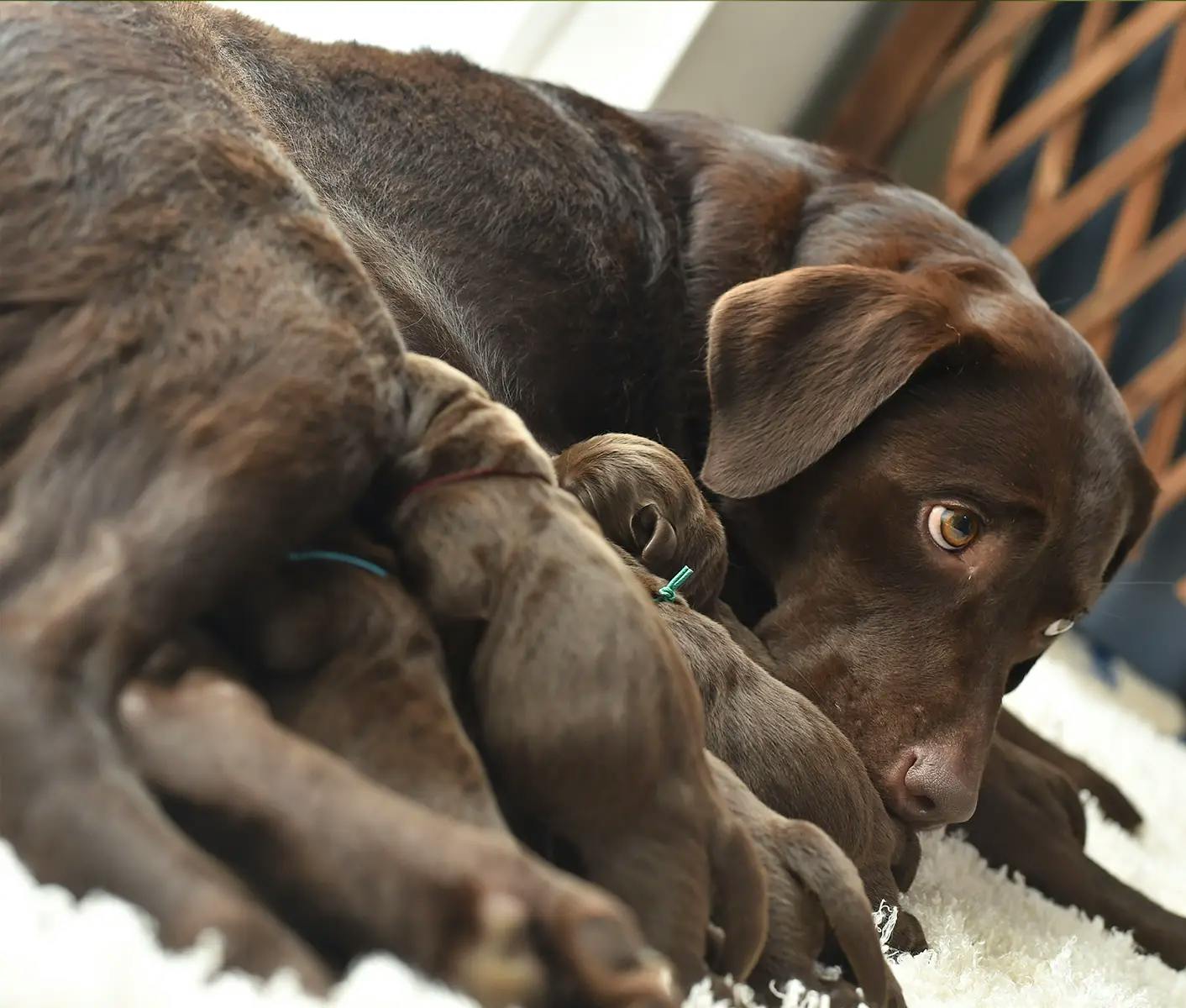 brown dog nursing puppies